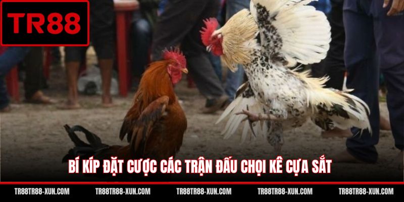 Bí kíp đặt cược các trận đấu chọi kê cựa sắt