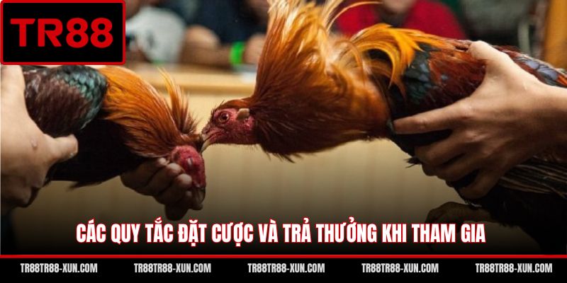 Các quy tắc đặt cược và trả thưởng khi tham gia