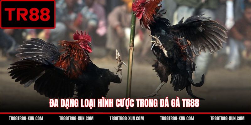Đa dạng loại hình cược trong đá gà TR88