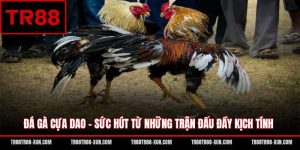 Đá Gà Cựa Dao - Sức Hút Từ Những Trận Đấu Đầy Kịch Tính