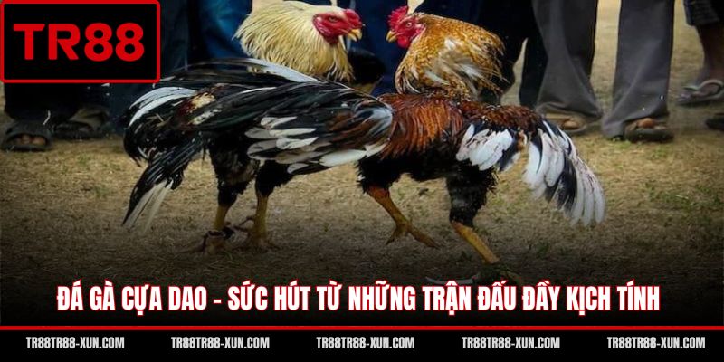 Đá Gà Cựa Dao - Sức Hút Từ Những Trận Đấu Đầy Kịch Tính