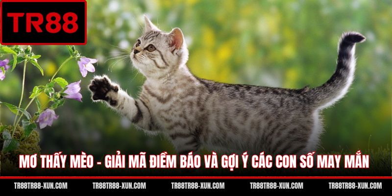 Mơ Thấy Mèo - Giải Mã Điềm Báo Và Gợi Ý Các Con Số May Mắn