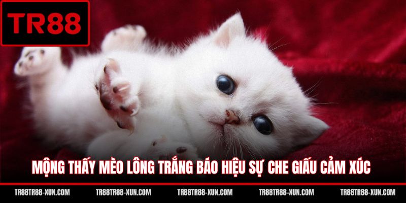 Mộng thấy mèo lông trắng báo hiệu sự che giấu cảm xúc