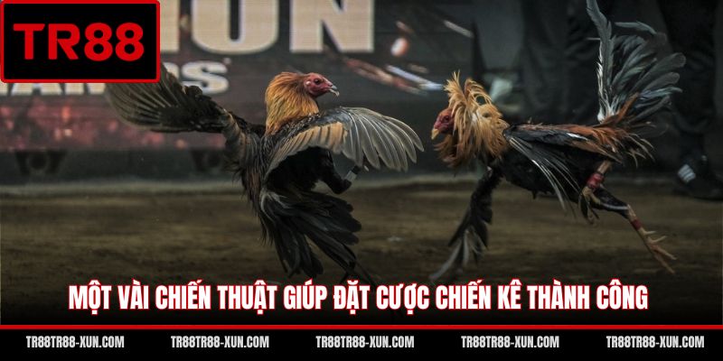Một vài chiến thuật giúp đặt cược chiến kê thành công