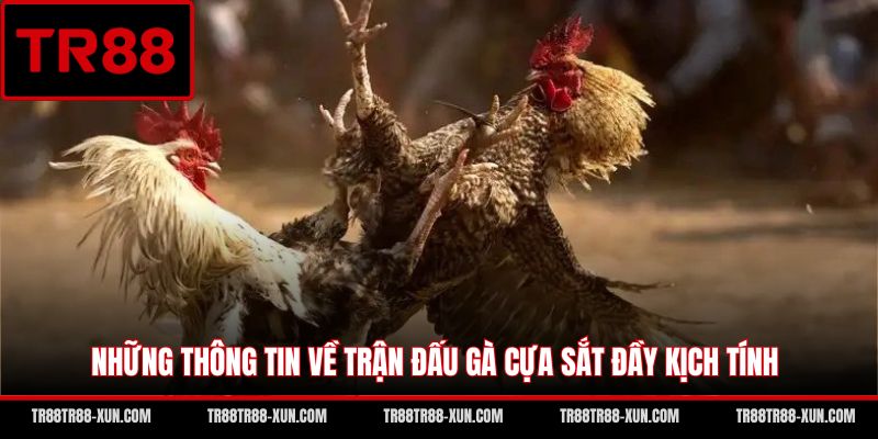 Những thông tin về trận đấu gà cựa sắt đầy kịch tính